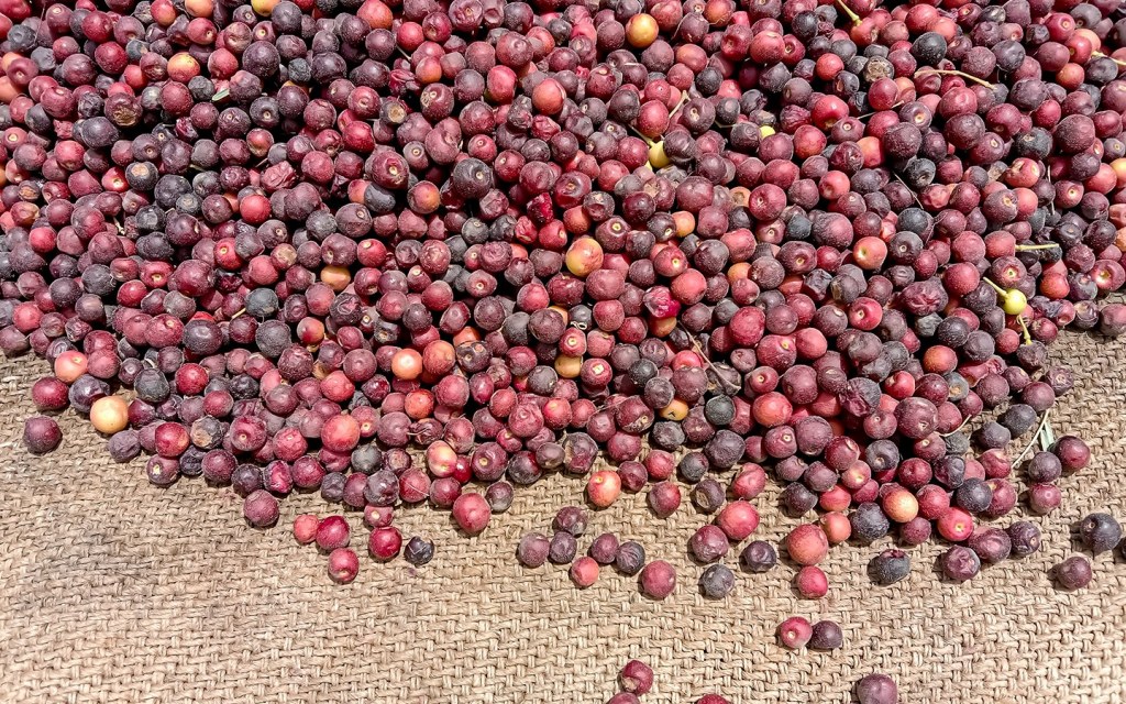 falsa benefits