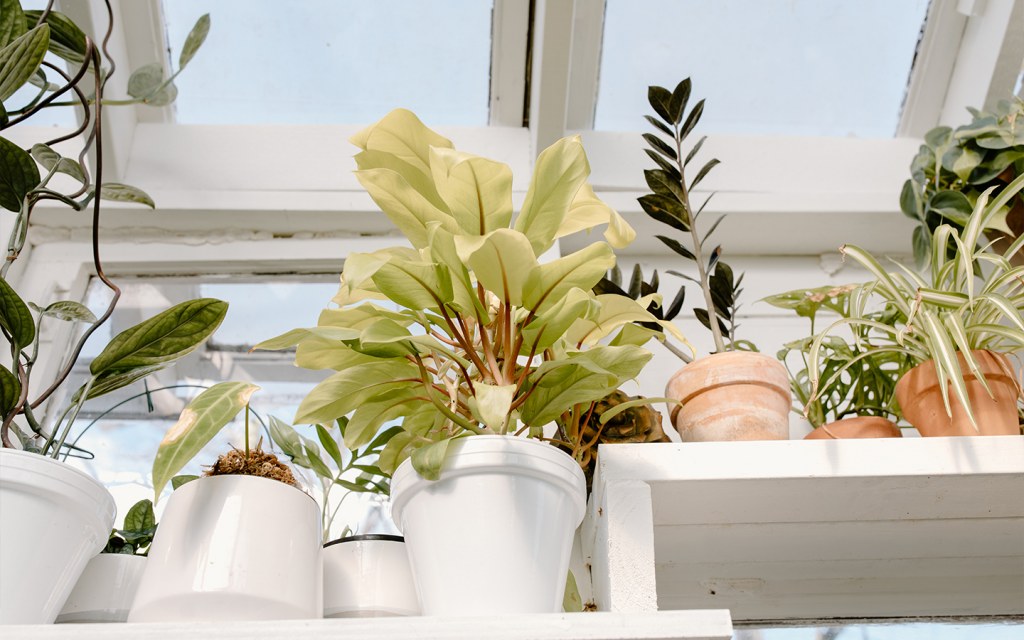 kitchen greenhouse window